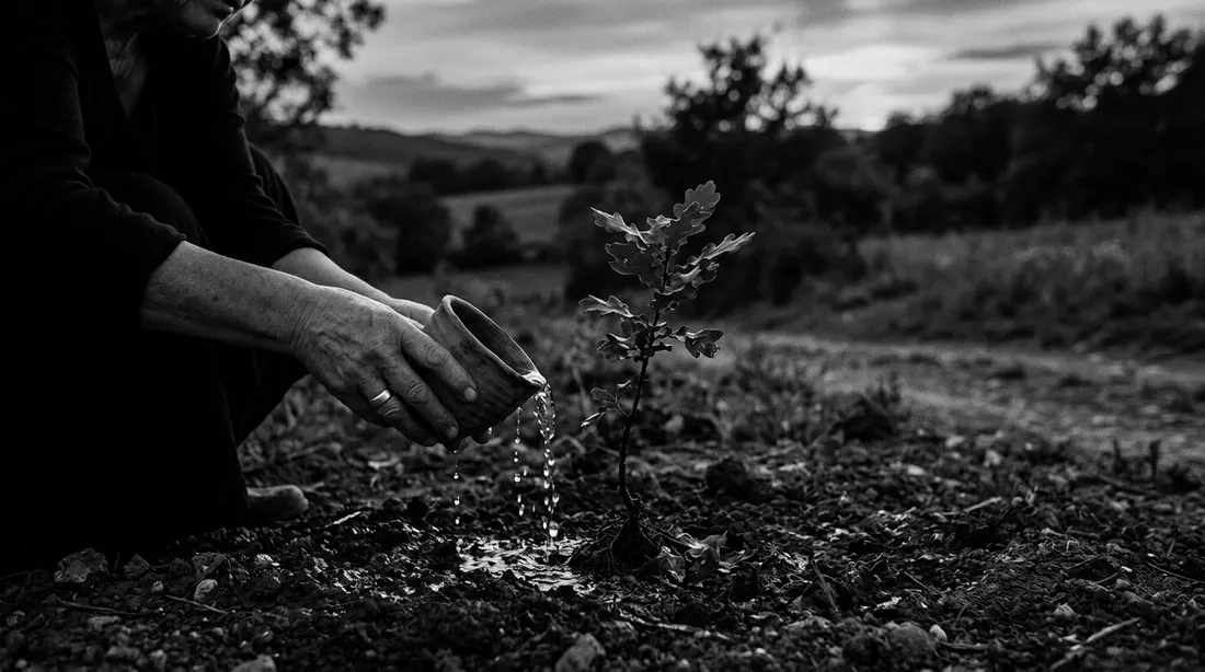 Hands pouring water from a clay cup onto a young oak sapling